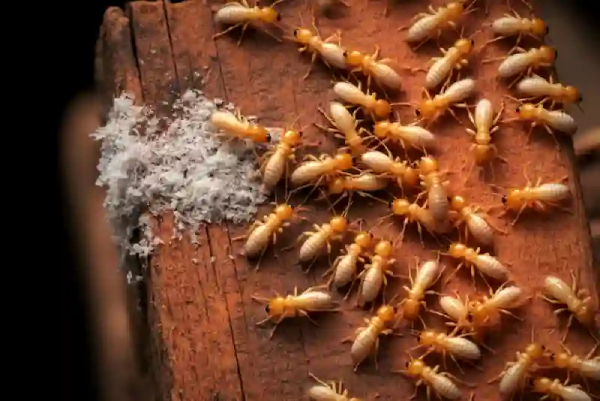 شركة ابادة حشرات في الرحاب توضح 5 علامات تحذيرية تؤكد وجود مستعمرات نمل أبيض في أثاثك